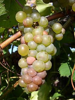 Know Your Grapes: Vignoles