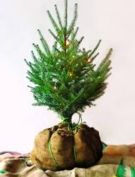 A Christmas tree story