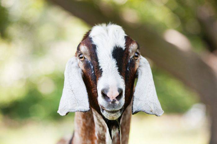 SP Radio Podcast: Get your goat(s)
