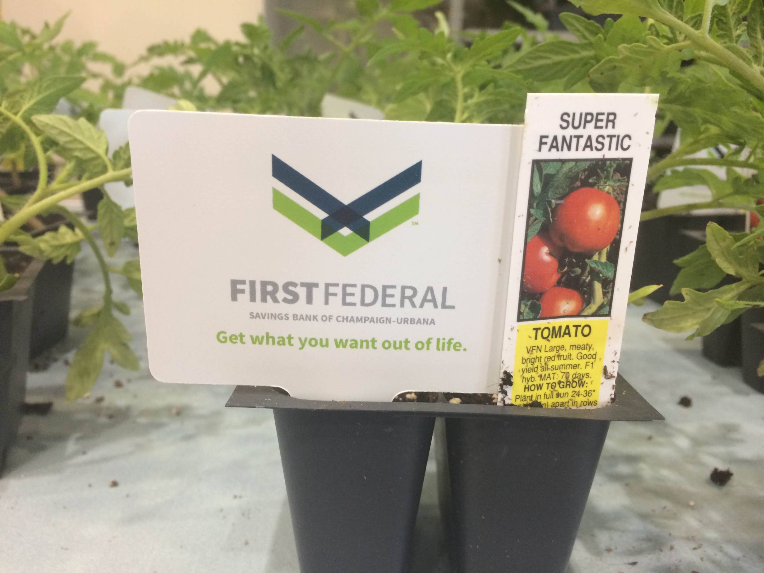 Get free tomato plants at First Federal Bank today