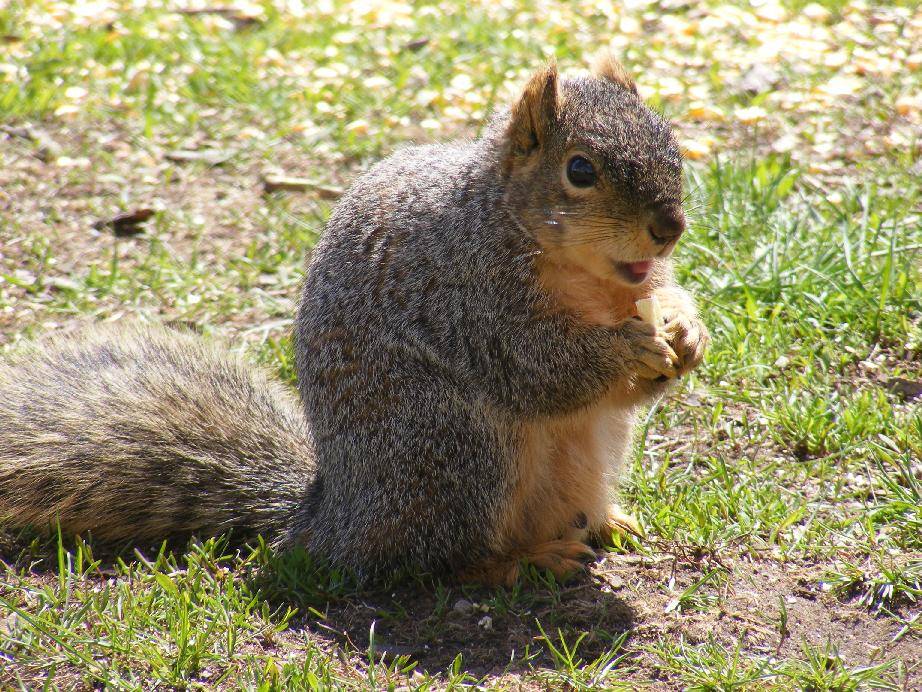 In 1901 the University of Illinois Board of Trustees spent $250 to bring squirrels to campus