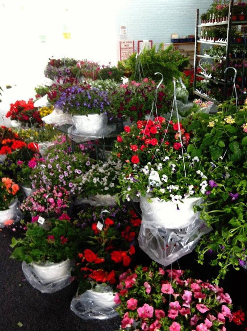 47th Kappa Flower Sale announced; benefits Daily Bread Soup Kitchen