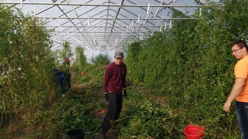 C-U’s produce needs covered with crop covering: the Sustainable Student Farm