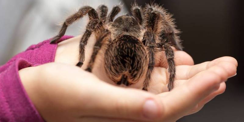 Insect Petting Zoo happening at Champaign Public Library on March 3rd