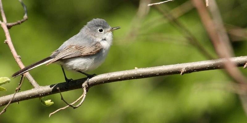 Urbana Park District is participating in The Great Backyard Bird Count this weekend