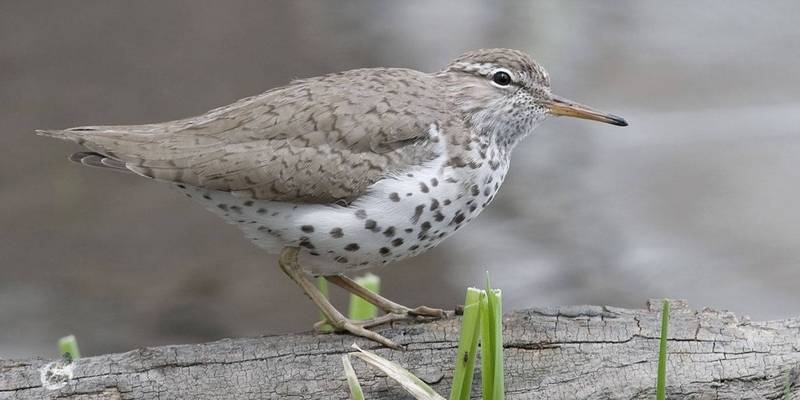 The 10th Annual Bird Migration Festival is happening May 12th