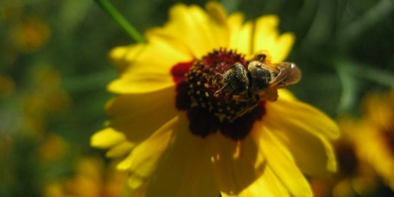 A pollinator bee is in the middle of a large, yellow flower.