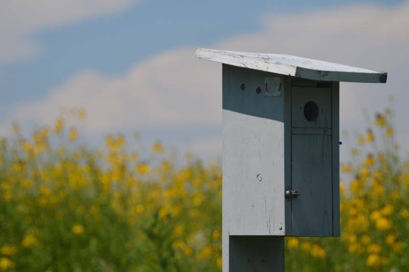 A gray birdhouse is in the foreground, in front of prairie grasses with yellow blooms.