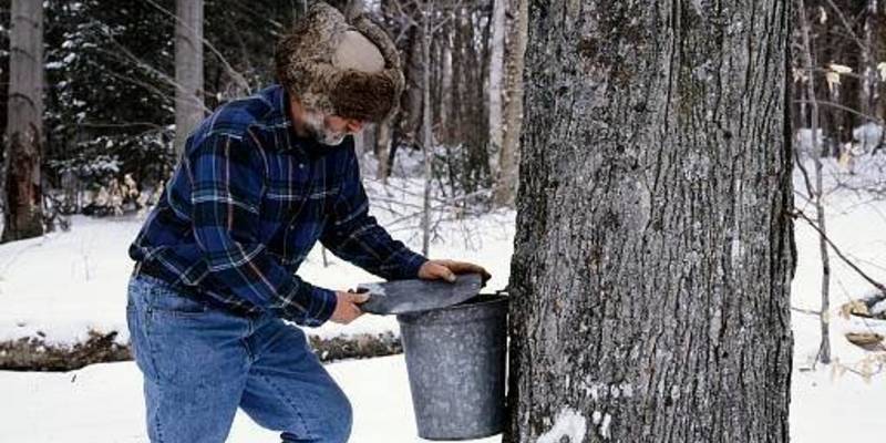 A man with a gray beard, furry hat, flannel shirt, and jeans is holding a metal pail up to a tree. The ground is covered in snow.