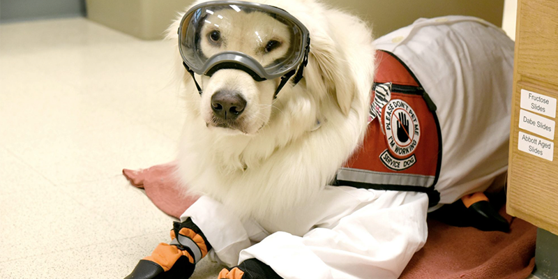 Meet Sampson, a very, very good service dog from C-U, who was featured in People magazine