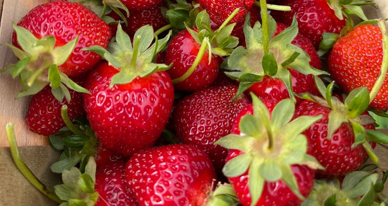You can pick your own strawberries at Butler Strawberry Acres