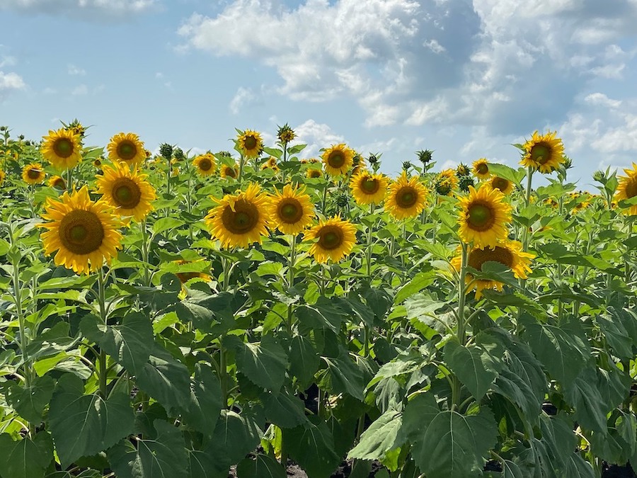 Brighten up your day with sunflowers at Clearview Farm
