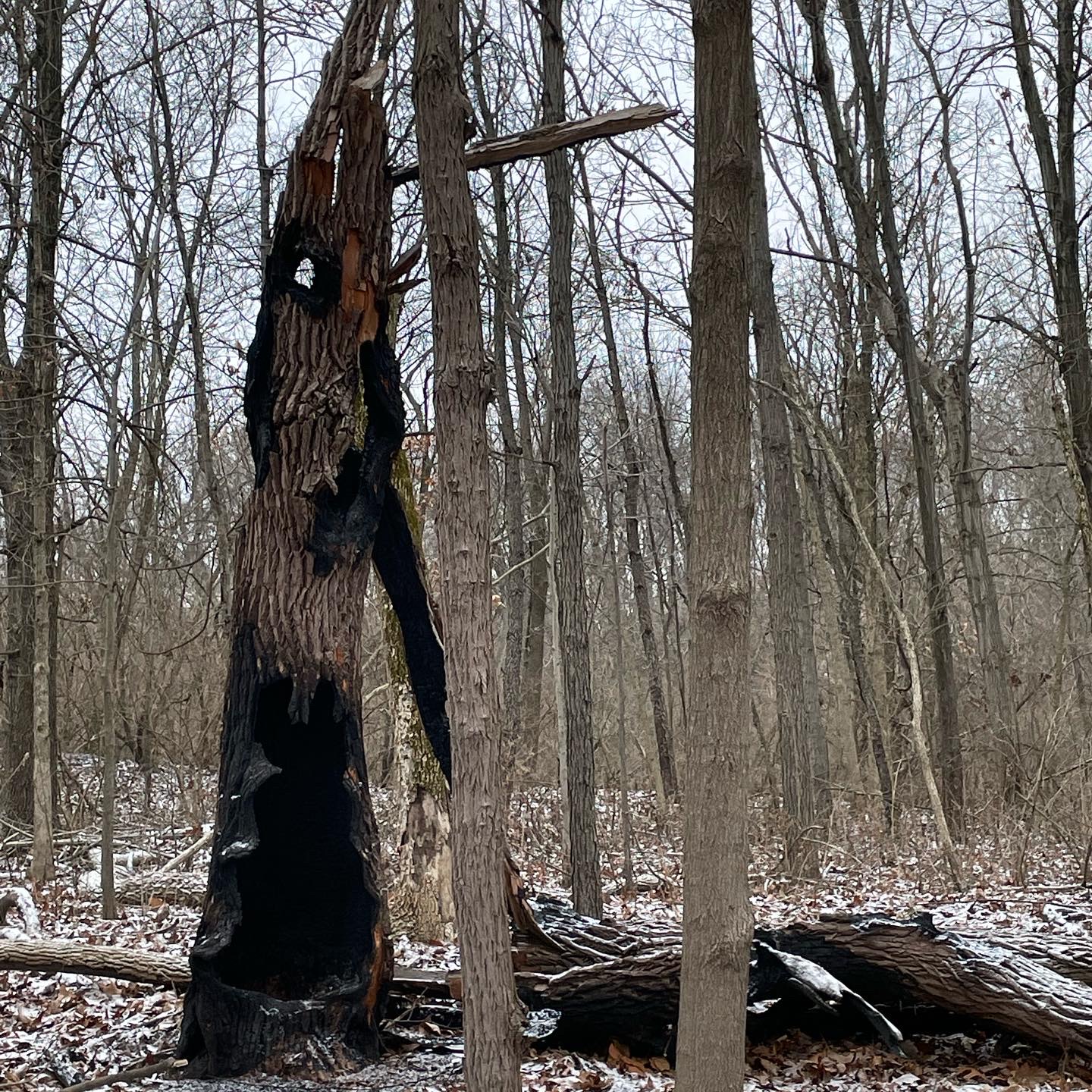 Photo of a lightning damaged tree trunk. The damaged trunk is surrounded by thin trees and fallen leaves covered in a light dusting of snow. Photo by Mara Thacker.