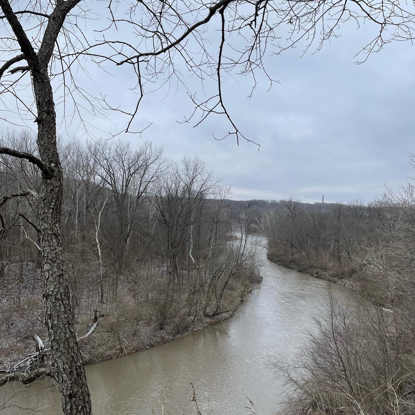 View overlooking the Vermillion River. There is a tree trunk and branches in the foreground. Colors are browns and greens with a grey sky in the background. Photo by Mara Thacker.