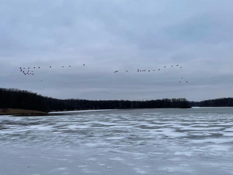 An icy lake with a line of birds flying over it in the distance, against a cloudy gray sky. Photo by Mara Thacker.
