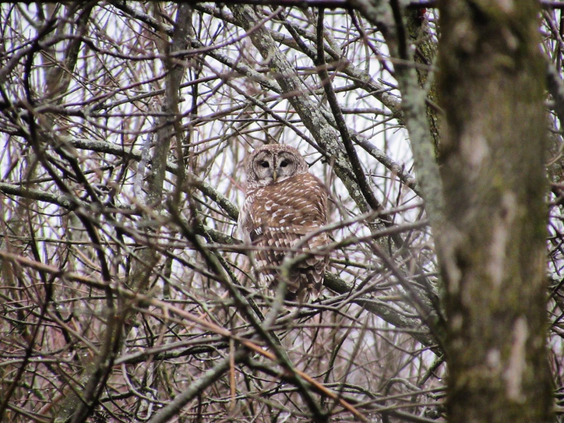 In the center of a mass of brown branches, there is an owl looking towards the camera. It has mostly brown feathers, with white speckles. Photo from Champaign County Forest Preserve Facebook page.