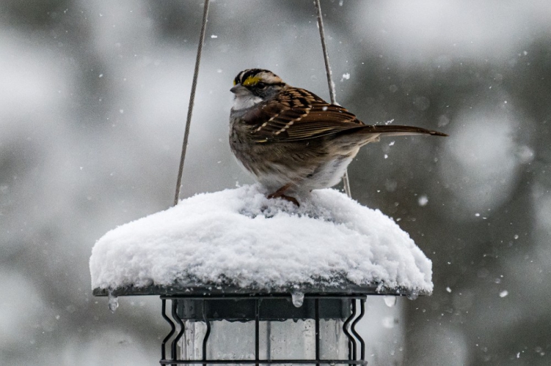 A brown and white bird sits on top of a snow-covered bird feeder. Snowflakes swirl around it. Photo by Robin Kravets.