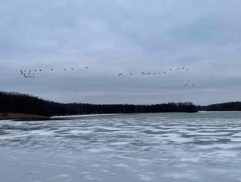 An expanse of a partially frozen lake under gray skies. Trees line the far side of the lake, and there is a line of birds flying overhead. Photo by Mara Thacker.