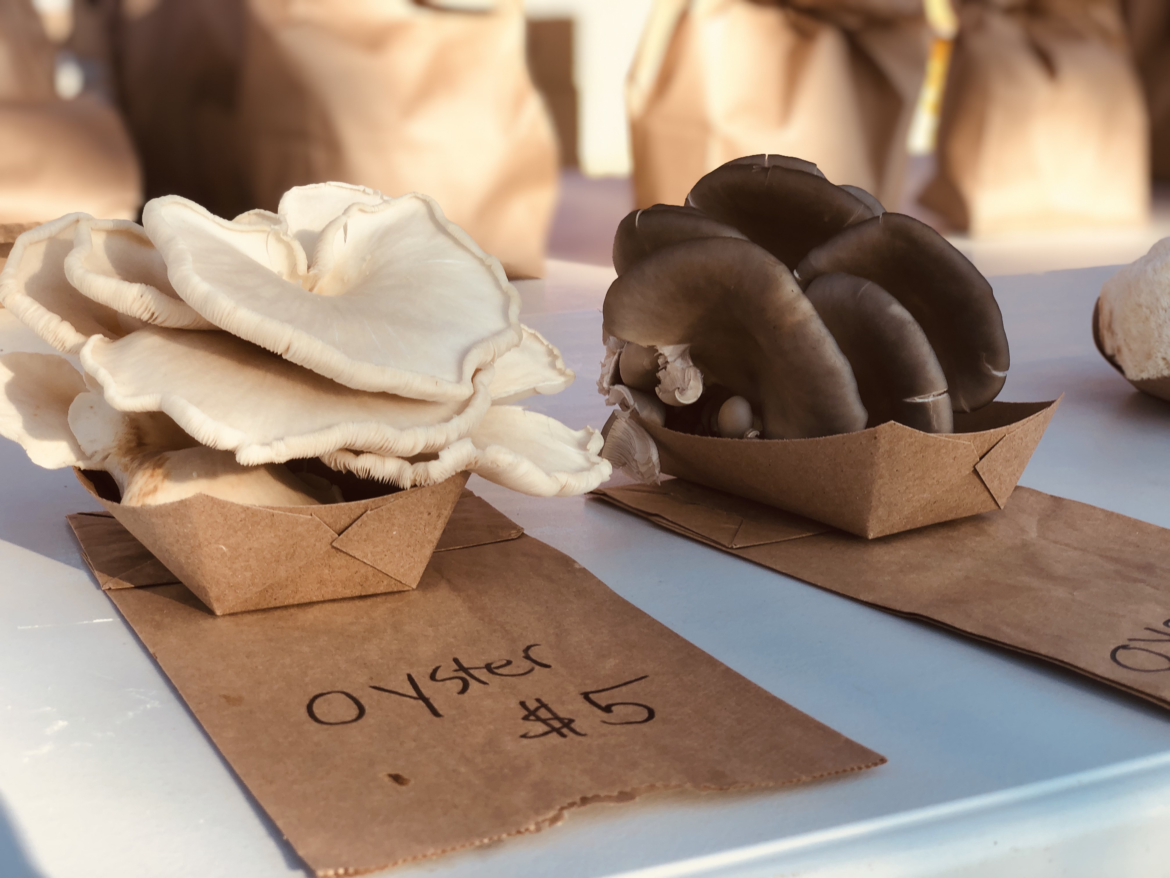 Two brown paper boxes are overflowing with freshly picked Illinois mushrooms for sale at a white table at the Urbana farmers' market. Photo by Alyssa Buckley.