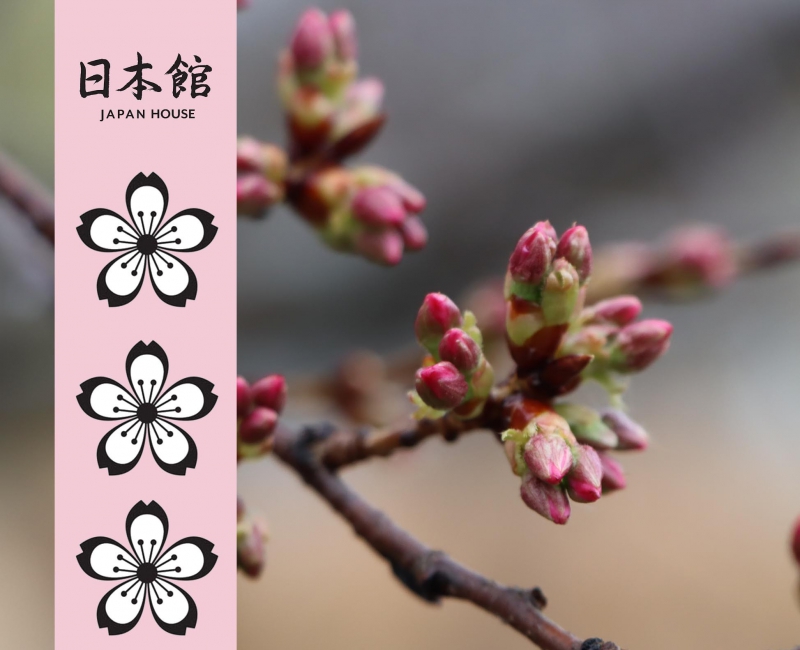 A close up of Sakura buds, light and dark pink buds beginning to pop out of thin brown branches. Image from Japan House Facebook page. 