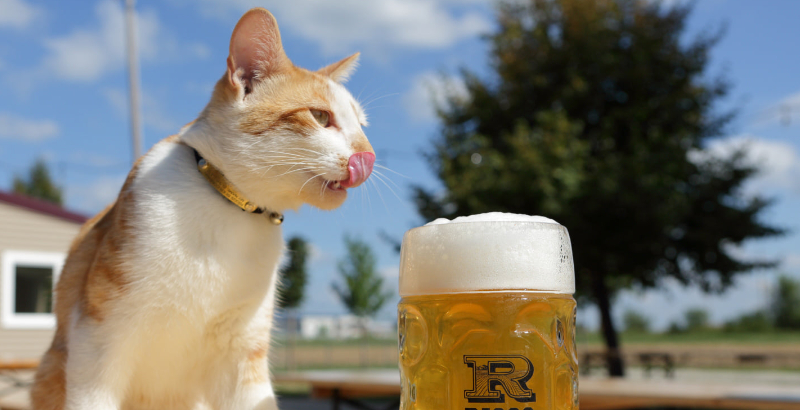 A yellow and white cat is licking its lips beside a full Riggs beer glass of amber colored beer with a thick white foam head. There is a sunny blue sky in the background. Photo from Riggs' Facebook page.