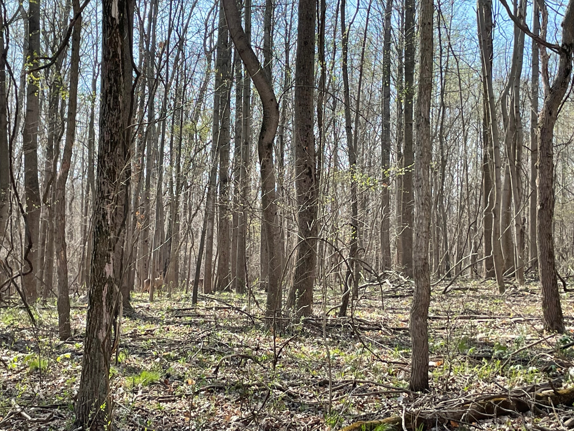 Photo of dense woods with two deer in the background partially obscured by trees. Main color in the photo is various shades of brown and some green budding leaves.