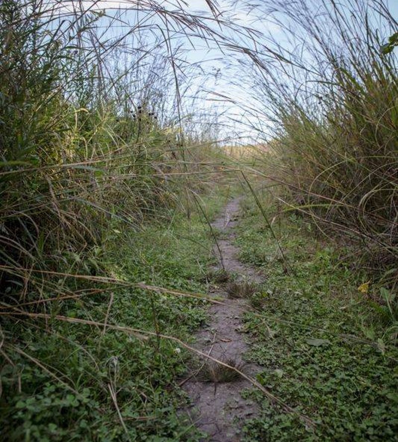 A narrow dirt trail, framed by tall prairie grasses that bend over and touch. The trail opens to a grassy meadow. Photo by Sam Logan.