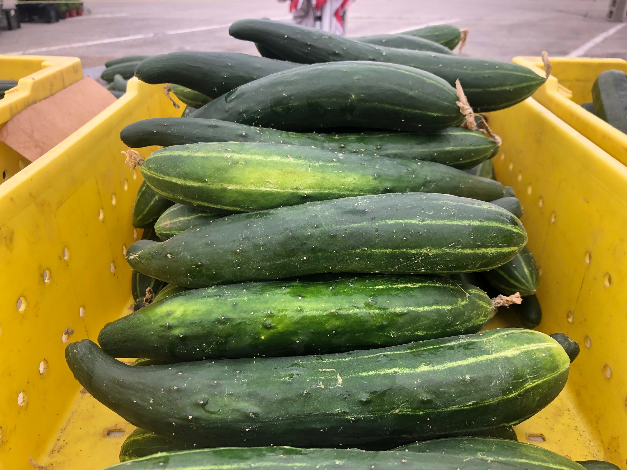 In a plastic yellow bin, there are Illinois-grown cucumbers for sale.  Photo by Alyssa Buckley.