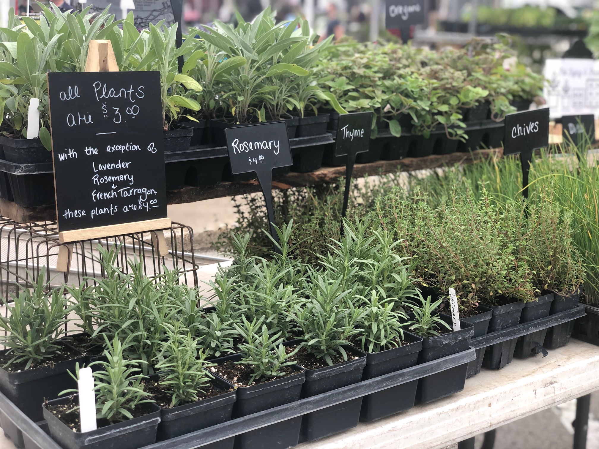 On a folding table, there are plantable herbs in small black containers arranged inside a large gray tray. The sign says the herbs are all $3 unless lavendar, rosemary, or fresh tarragon.  Photo by Alyssa Buckley.