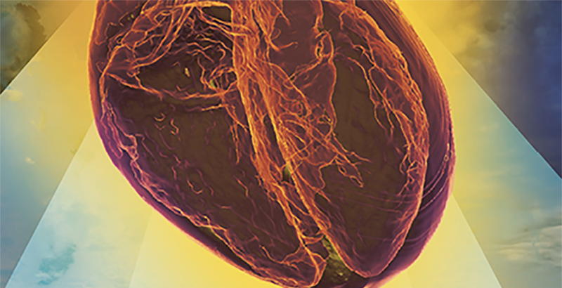 Cropped image of 3D rendering of human organism against a golden sky. 
