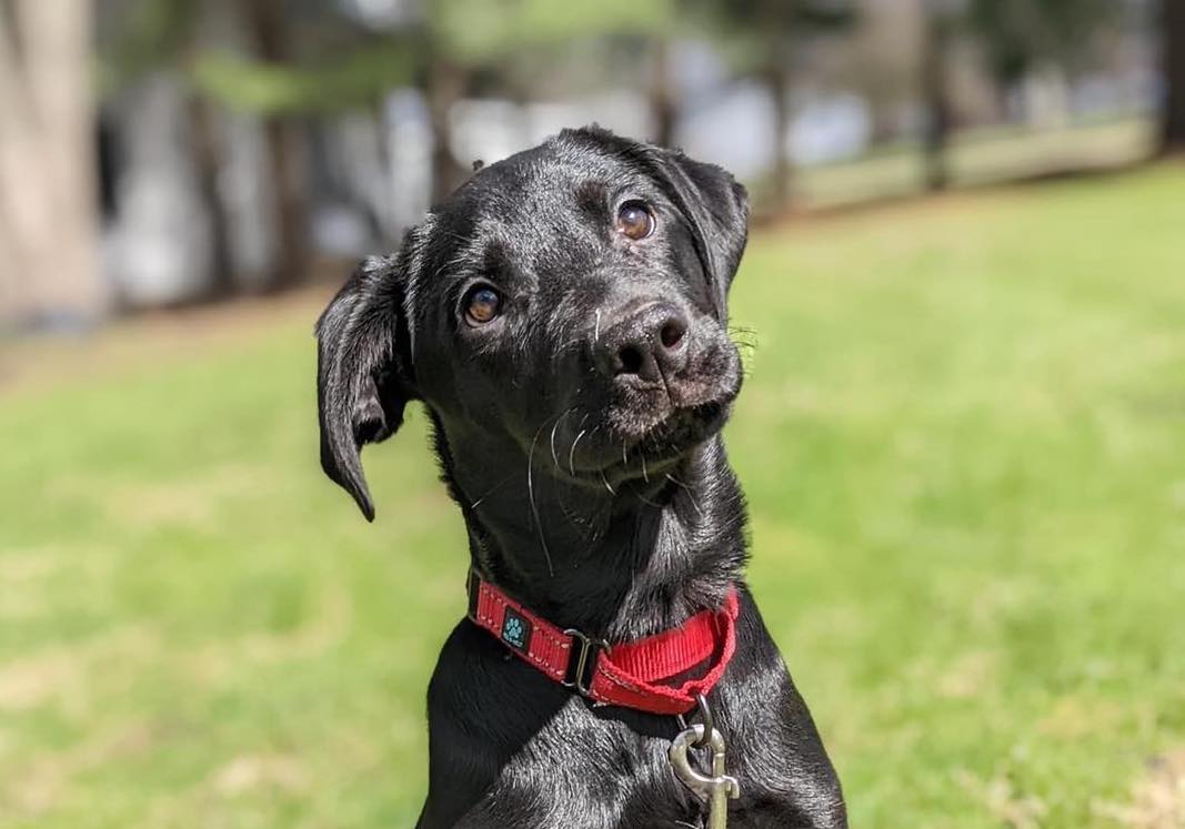 An all black puppy looks toward the camera, tilting its head. It wears a red collar and has some grass on its nose. Photo from the Hospice Hearts Facebook page.