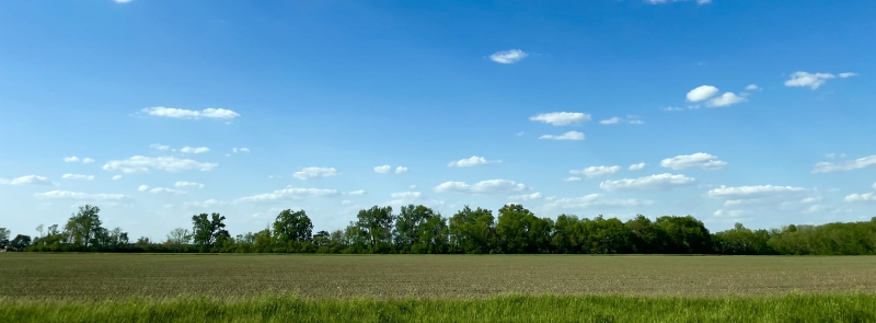 A panorama of a grassy field, with a line of green, leafy trees along the horizon. The sky is blue and dotted with small puffy white clouds. Photo by Andrew Pritchard.