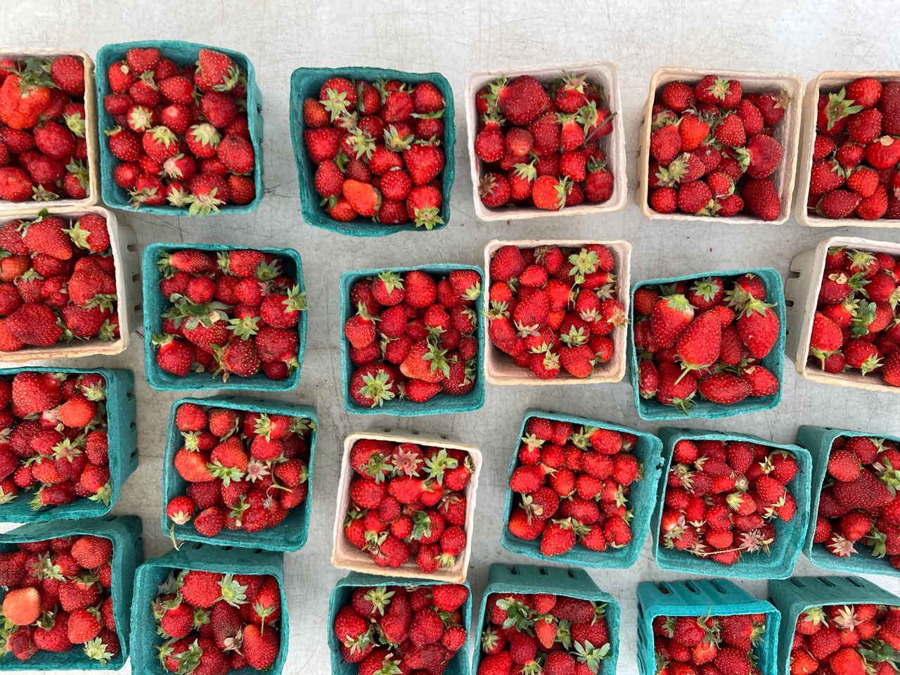 On a white folding table at the Urbana Market at the Square, several square paper cartons hold bright red Illinois-grown strawberries. Photo by Alyssa Buckley.