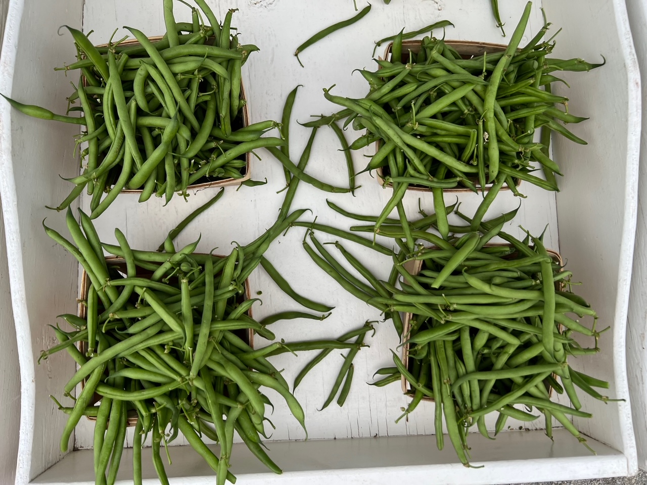Four overflowing containers of green beans sit in a white shelf at the market. Photo by Alyssa Buckley.