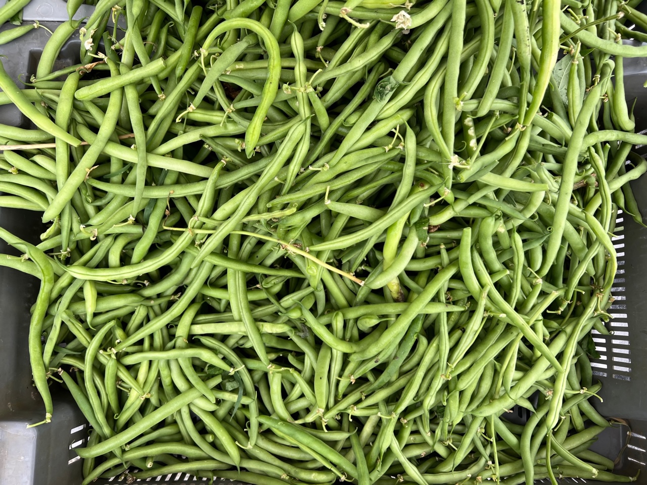 In a gray tub, there are a lot of green beans at the market. Photo by Alyssa Buckley.
