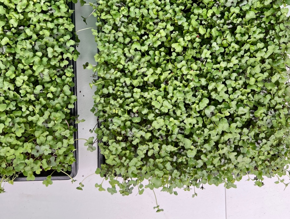 On a white table, there are two trays of live microgreens. Photo by Alyssa Buckley.