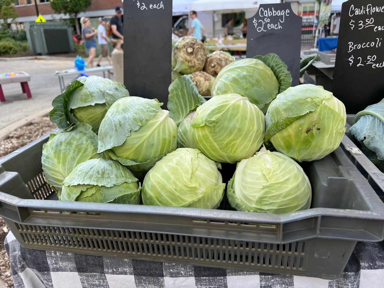 In a large gray plastic container, there are many cabbage heads for sale. Photo by Alyssa Buckley.