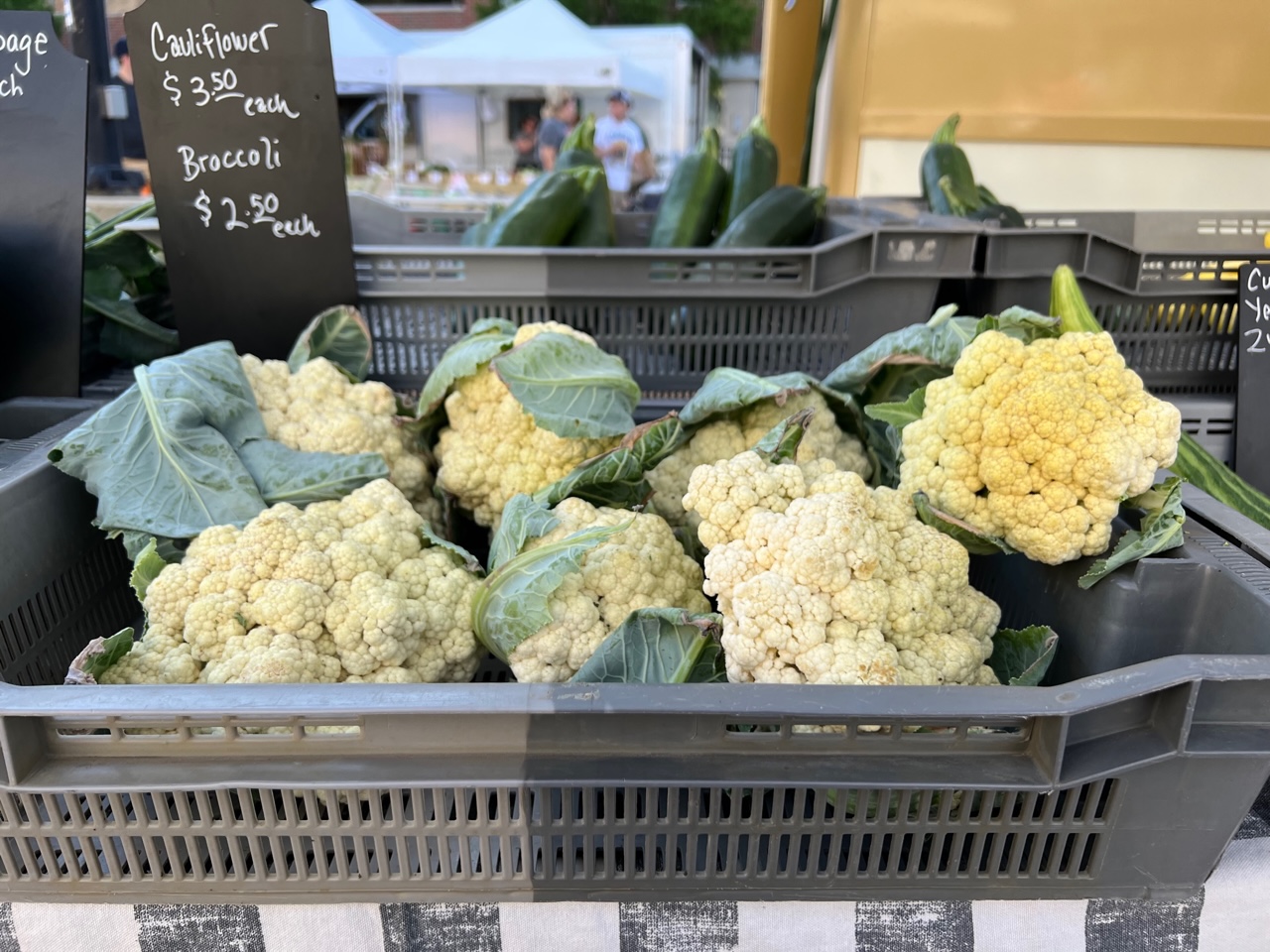 In a large gray plastic container, there are heads of cauliflower. Photo by Alyssa Buckley.