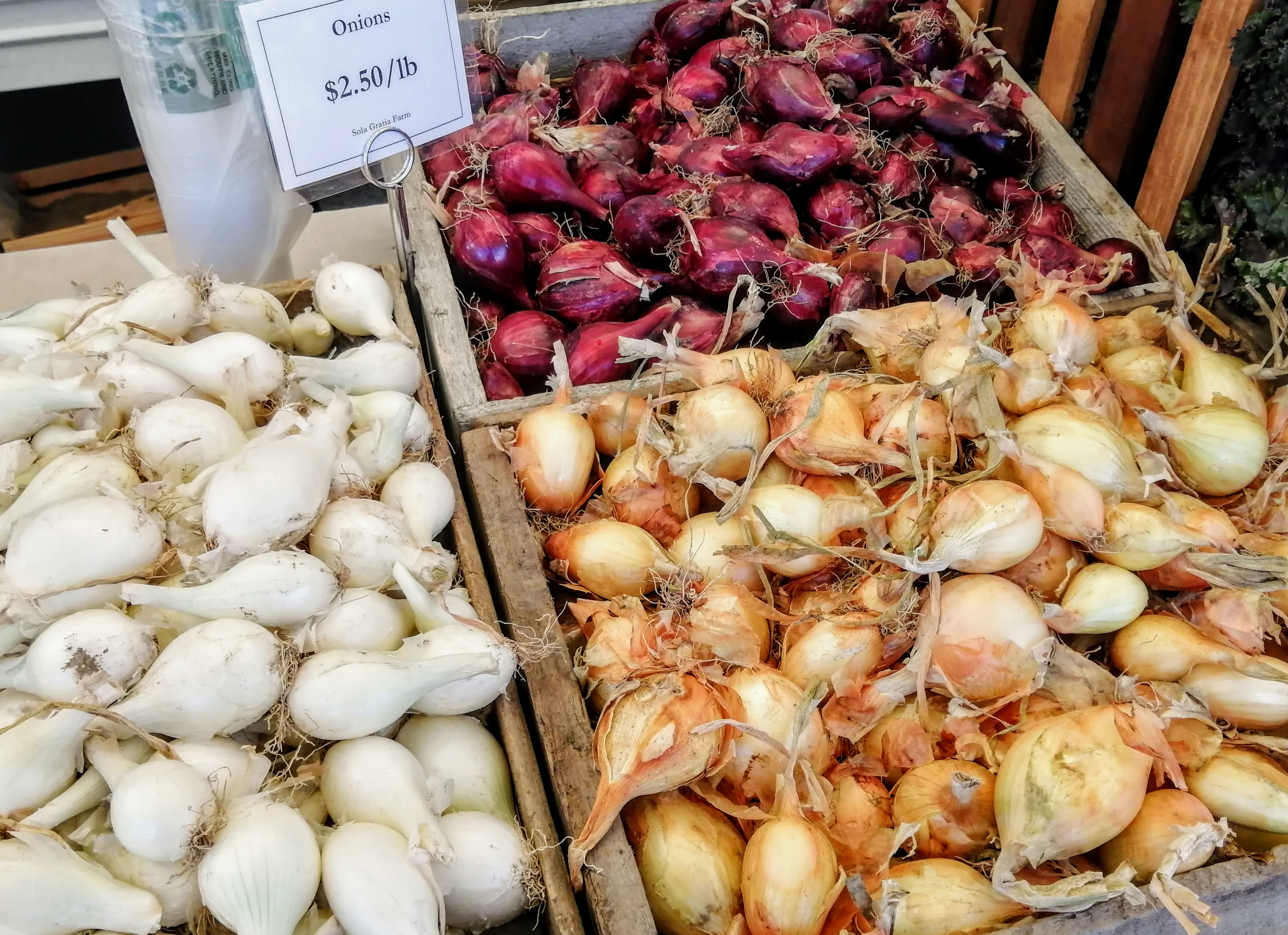 A colorful display of multi-colored onions. Photo by Paul Young.
