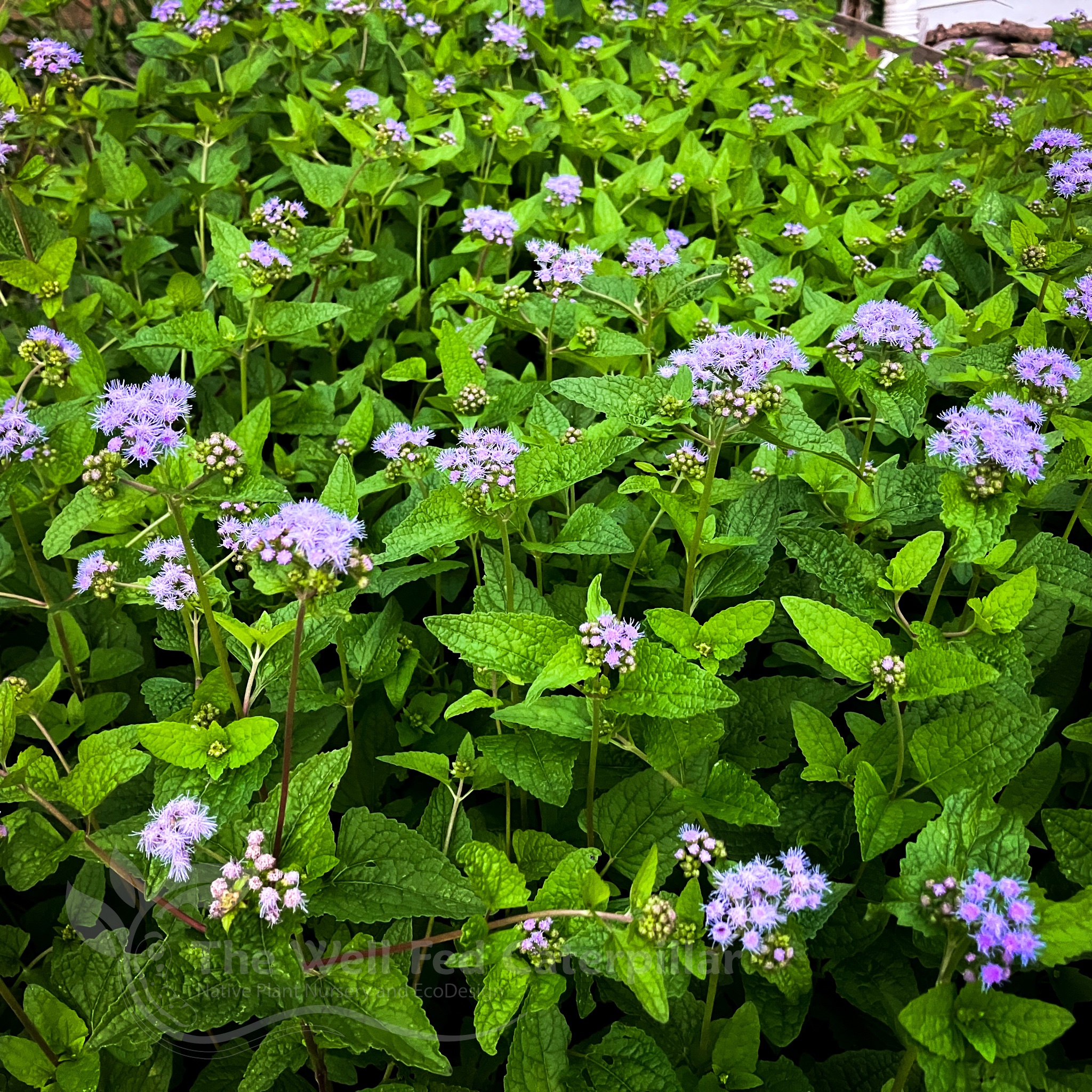 A close crop photo of plants with lush, green leaves, and small, spiky purple flowers. Photo from the Well Fed Caterpillar Facebook page.