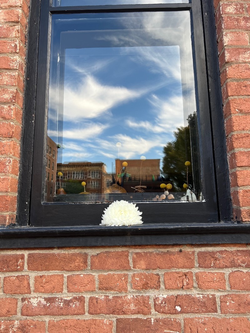 A window with a black frame and windowsill set into a red brick wall. A white chrysanthemum bloom rests in the center of the windowsill, and the window is reflecting the blue sky with wispy clouds and buildings across the street. Photo by Julie McClure.