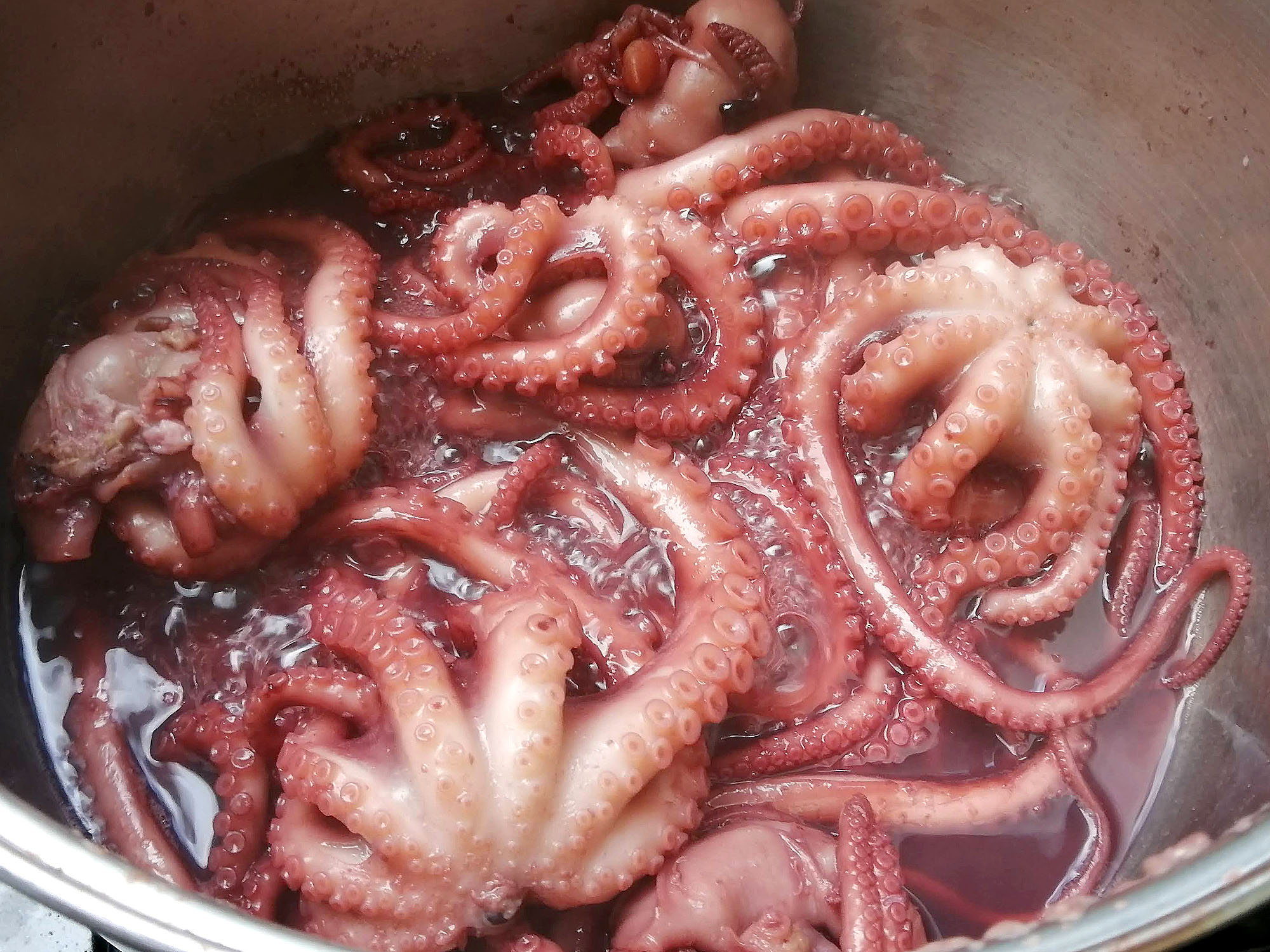 A close-up view of many octopi boiling in a pot of water. Photo by Paul Young.