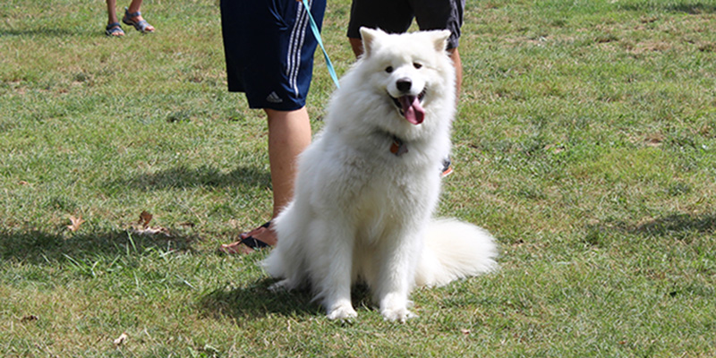 A white Samoyed dog on a leash with his tongue out on the grass at Crystal Lake Park.