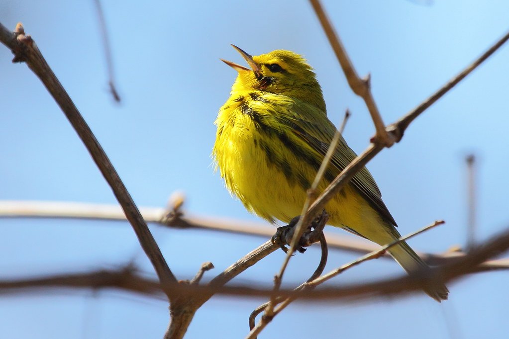 A small, bright yellow bird with black markings, a prairie warbler, is perched on a tree branch without leaves. Photo by Jeff Bryant from the Champaign County Audubon Society Facebook page.