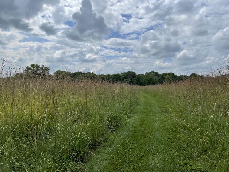 Photo depicting a wide, grassy trail with tall plants on either side. There are trees in the background and a grey-blue, cloudy sky. Main color in the photo is green. Photo by Mara Thacker.