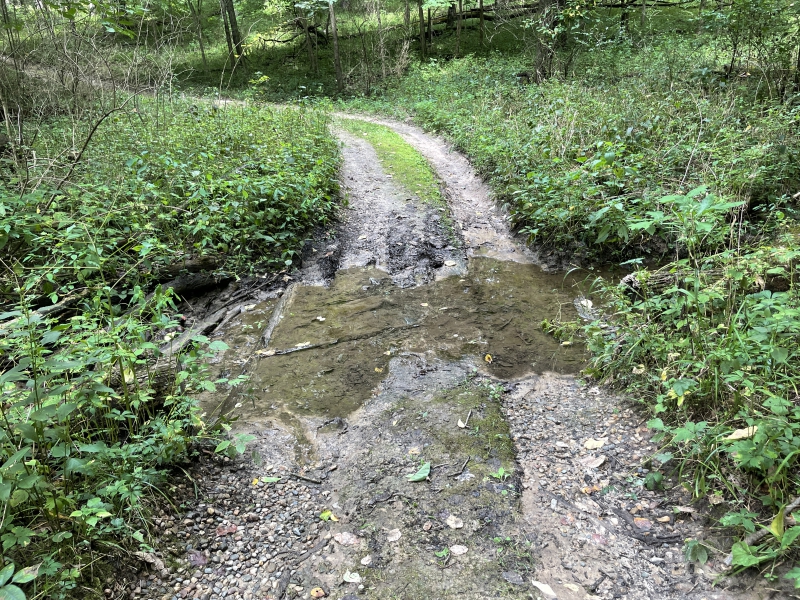 Photo depicting a puddle in the middle of a dirt trail. There are trees and plants on either side. Main colors in the photo are greens and browns. Photo by Mara Thacker.