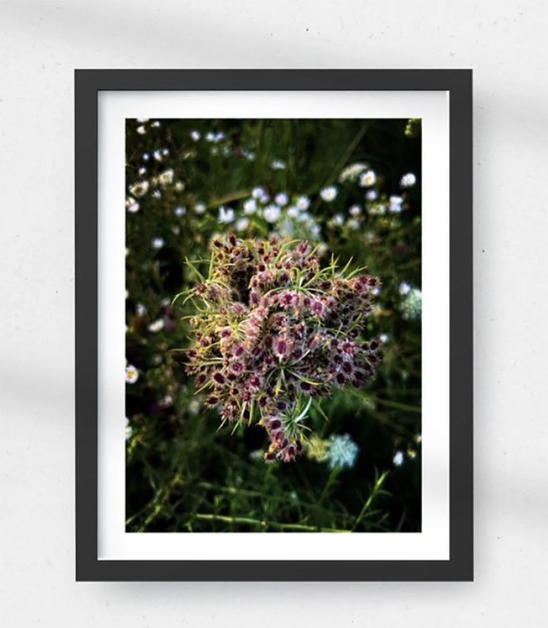 Framed photo of Queen Anne's Lace with white border and black frame. 