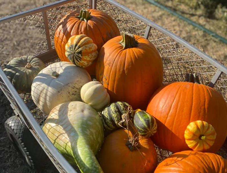 A variety of pumpkins and gourds sitting a metal wagon.