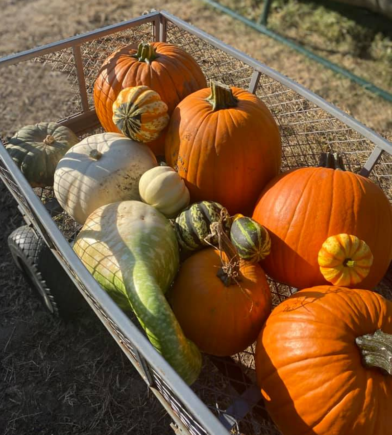 A metal wagon filled with pumpkins and other fall gourds. Photo by Julie McClure. 