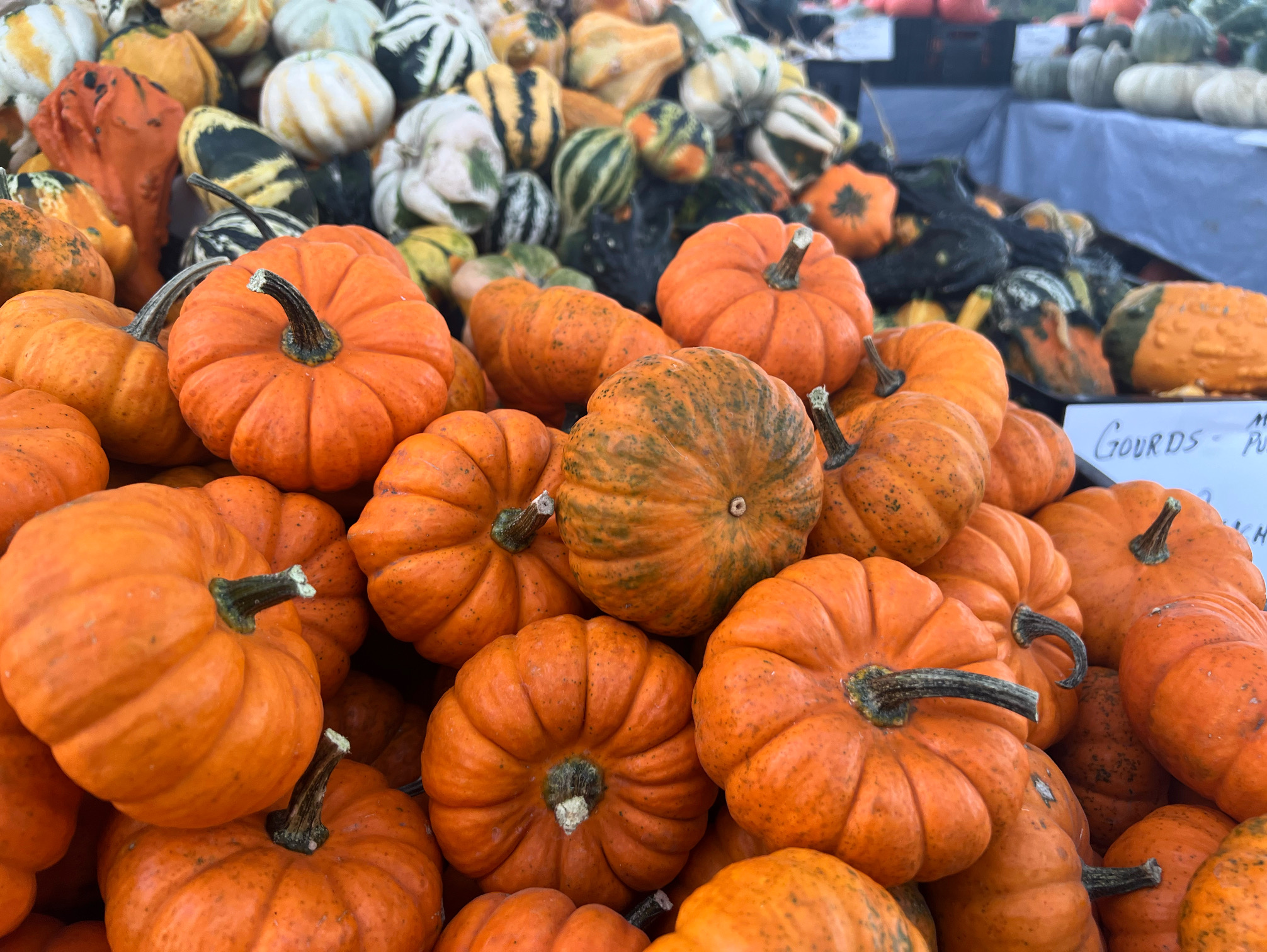 A variety of pumpkins and gourds are for sale by Moore Family Farm. Photo by Alyssa Buckley.